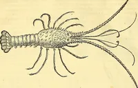 Picture 367 of 491 from Historia naturalis Brasiliae : auspicio et beneficio illustriss. I. Mauriti Com. Nassau illius provinciae et maris summi praefecti adornata : in qua non tantum plantae et animalia, sed et indigenarum morbi, ingenia et mores describuntur et iconibus supra quingentas illustrantur (1648), leaf 335