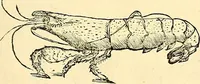 Picture 370 of 491 from Historia naturalis Brasiliae : auspicio et beneficio illustriss. I. Mauriti Com. Nassau illius provinciae et maris summi praefecti adornata : in qua non tantum plantae et animalia, sed et indigenarum morbi, ingenia et mores describuntur et iconibus supra quingentas illustrantur (1648), leaf 336