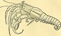 An illustration from Historia naturalis Brasiliae : auspicio et beneficio illustriss. I. Mauriti Com. Nassau illius provinciae et maris summi praefecti adornata : in qua non tantum plantae et animalia, sed et indigenarum morbi, ingenia et mores describuntur et iconibus supra quingentas illustrantur (1648)
