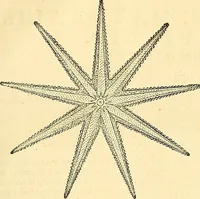 Picture 373 of 491 from Historia naturalis Brasiliae : auspicio et beneficio illustriss. I. Mauriti Com. Nassau illius provinciae et maris summi praefecti adornata : in qua non tantum plantae et animalia, sed et indigenarum morbi, ingenia et mores describuntur et iconibus supra quingentas illustrantur (1648), leaf 338