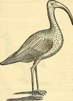 Picture 377 of 491 from Historia naturalis Brasiliae : auspicio et beneficio illustriss. I. Mauriti Com. Nassau illius provinciae et maris summi praefecti adornata : in qua non tantum plantae et animalia, sed et indigenarum morbi, ingenia et mores describuntur et iconibus supra quingentas illustrantur (1648), leaf 340