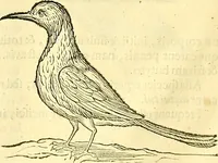 Picture 380 of 491 from Historia naturalis Brasiliae : auspicio et beneficio illustriss. I. Mauriti Com. Nassau illius provinciae et maris summi praefecti adornata : in qua non tantum plantae et animalia, sed et indigenarum morbi, ingenia et mores describuntur et iconibus supra quingentas illustrantur (1648), leaf 341