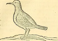 An illustration from Historia naturalis Brasiliae : auspicio et beneficio illustriss. I. Mauriti Com. Nassau illius provinciae et maris summi praefecti adornata : in qua non tantum plantae et animalia, sed et indigenarum morbi, ingenia et mores describuntur et iconibus supra quingentas illustrantur (1648)