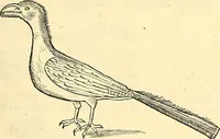 Picture 382 of 491 from Historia naturalis Brasiliae : auspicio et beneficio illustriss. I. Mauriti Com. Nassau illius provinciae et maris summi praefecti adornata : in qua non tantum plantae et animalia, sed et indigenarum morbi, ingenia et mores describuntur et iconibus supra quingentas illustrantur (1648), leaf 342