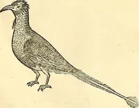 Picture 383 of 491 from Historia naturalis Brasiliae : auspicio et beneficio illustriss. I. Mauriti Com. Nassau illius provinciae et maris summi praefecti adornata : in qua non tantum plantae et animalia, sed et indigenarum morbi, ingenia et mores describuntur et iconibus supra quingentas illustrantur (1648), leaf 342