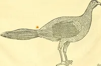 Picture 385 of 491 from Historia naturalis Brasiliae : auspicio et beneficio illustriss. I. Mauriti Com. Nassau illius provinciae et maris summi praefecti adornata : in qua non tantum plantae et animalia, sed et indigenarum morbi, ingenia et mores describuntur et iconibus supra quingentas illustrantur (1648), leaf 343