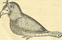 Picture 387 of 491 from Historia naturalis Brasiliae : auspicio et beneficio illustriss. I. Mauriti Com. Nassau illius provinciae et maris summi praefecti adornata : in qua non tantum plantae et animalia, sed et indigenarum morbi, ingenia et mores describuntur et iconibus supra quingentas illustrantur (1648), leaf 344