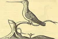 Picture 388 of 491 from Historia naturalis Brasiliae : auspicio et beneficio illustriss. I. Mauriti Com. Nassau illius provinciae et maris summi praefecti adornata : in qua non tantum plantae et animalia, sed et indigenarum morbi, ingenia et mores describuntur et iconibus supra quingentas illustrantur (1648), leaf 345