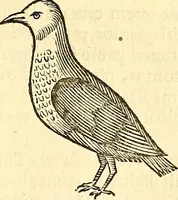 An illustration from Historia naturalis Brasiliae : auspicio et beneficio illustriss. I. Mauriti Com. Nassau illius provinciae et maris summi praefecti adornata : in qua non tantum plantae et animalia, sed et indigenarum morbi, ingenia et mores describuntur et iconibus supra quingentas illustrantur (1648)