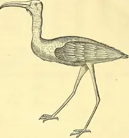 Picture 394 of 491 from Historia naturalis Brasiliae : auspicio et beneficio illustriss. I. Mauriti Com. Nassau illius provinciae et maris summi praefecti adornata : in qua non tantum plantae et animalia, sed et indigenarum morbi, ingenia et mores describuntur et iconibus supra quingentas illustrantur (1648), leaf 349