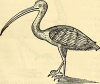 Picture 401 of 491 from Historia naturalis Brasiliae : auspicio et beneficio illustriss. I. Mauriti Com. Nassau illius provinciae et maris summi praefecti adornata : in qua non tantum plantae et animalia, sed et indigenarum morbi, ingenia et mores describuntur et iconibus supra quingentas illustrantur (1648), leaf 352