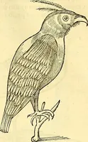 Picture 402 of 491 from Historia naturalis Brasiliae : auspicio et beneficio illustriss. I. Mauriti Com. Nassau illius provinciae et maris summi praefecti adornata : in qua non tantum plantae et animalia, sed et indigenarum morbi, ingenia et mores describuntur et iconibus supra quingentas illustrantur (1648), leaf 353