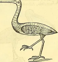 Picture 403 of 491 from Historia naturalis Brasiliae : auspicio et beneficio illustriss. I. Mauriti Com. Nassau illius provinciae et maris summi praefecti adornata : in qua non tantum plantae et animalia, sed et indigenarum morbi, ingenia et mores describuntur et iconibus supra quingentas illustrantur (1648), leaf 353