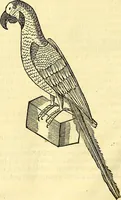 Picture 404 of 491 from Historia naturalis Brasiliae : auspicio et beneficio illustriss. I. Mauriti Com. Nassau illius provinciae et maris summi praefecti adornata : in qua non tantum plantae et animalia, sed et indigenarum morbi, ingenia et mores describuntur et iconibus supra quingentas illustrantur (1648), leaf 355