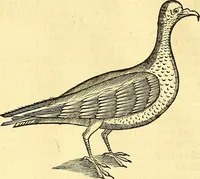 Picture 406 of 491 from Historia naturalis Brasiliae : auspicio et beneficio illustriss. I. Mauriti Com. Nassau illius provinciae et maris summi praefecti adornata : in qua non tantum plantae et animalia, sed et indigenarum morbi, ingenia et mores describuntur et iconibus supra quingentas illustrantur (1648), leaf 357