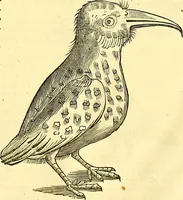 Picture 407 of 491 from Historia naturalis Brasiliae : auspicio et beneficio illustriss. I. Mauriti Com. Nassau illius provinciae et maris summi praefecti adornata : in qua non tantum plantae et animalia, sed et indigenarum morbi, ingenia et mores describuntur et iconibus supra quingentas illustrantur (1648), leaf 357