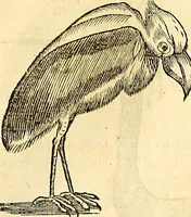 Picture 408 of 491 from Historia naturalis Brasiliae : auspicio et beneficio illustriss. I. Mauriti Com. Nassau illius provinciae et maris summi praefecti adornata : in qua non tantum plantae et animalia, sed et indigenarum morbi, ingenia et mores describuntur et iconibus supra quingentas illustrantur (1648), leaf 358