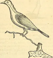 Picture 409 of 491 from Historia naturalis Brasiliae : auspicio et beneficio illustriss. I. Mauriti Com. Nassau illius provinciae et maris summi praefecti adornata : in qua non tantum plantae et animalia, sed et indigenarum morbi, ingenia et mores describuntur et iconibus supra quingentas illustrantur (1648), leaf 358