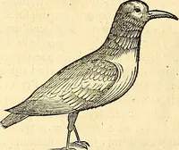 Picture 410 of 491 from Historia naturalis Brasiliae : auspicio et beneficio illustriss. I. Mauriti Com. Nassau illius provinciae et maris summi praefecti adornata : in qua non tantum plantae et animalia, sed et indigenarum morbi, ingenia et mores describuntur et iconibus supra quingentas illustrantur (1648), leaf 358