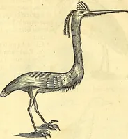 Picture 411 of 491 from Historia naturalis Brasiliae : auspicio et beneficio illustriss. I. Mauriti Com. Nassau illius provinciae et maris summi praefecti adornata : in qua non tantum plantae et animalia, sed et indigenarum morbi, ingenia et mores describuntur et iconibus supra quingentas illustrantur (1648), leaf 359