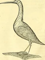 Picture 412 of 491 from Historia naturalis Brasiliae : auspicio et beneficio illustriss. I. Mauriti Com. Nassau illius provinciae et maris summi praefecti adornata : in qua non tantum plantae et animalia, sed et indigenarum morbi, ingenia et mores describuntur et iconibus supra quingentas illustrantur (1648), leaf 359