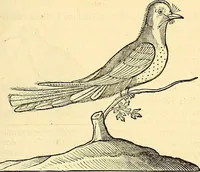 Picture 413 of 491 from Historia naturalis Brasiliae : auspicio et beneficio illustriss. I. Mauriti Com. Nassau illius provinciae et maris summi praefecti adornata : in qua non tantum plantae et animalia, sed et indigenarum morbi, ingenia et mores describuntur et iconibus supra quingentas illustrantur (1648), leaf 360