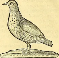 Picture 415 of 491 from Historia naturalis Brasiliae : auspicio et beneficio illustriss. I. Mauriti Com. Nassau illius provinciae et maris summi praefecti adornata : in qua non tantum plantae et animalia, sed et indigenarum morbi, ingenia et mores describuntur et iconibus supra quingentas illustrantur (1648), leaf 361