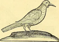 Picture 416 of 491 from Historia naturalis Brasiliae : auspicio et beneficio illustriss. I. Mauriti Com. Nassau illius provinciae et maris summi praefecti adornata : in qua non tantum plantae et animalia, sed et indigenarum morbi, ingenia et mores describuntur et iconibus supra quingentas illustrantur (1648), leaf 361
