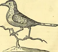 Picture 419 of 491 from Historia naturalis Brasiliae : auspicio et beneficio illustriss. I. Mauriti Com. Nassau illius provinciae et maris summi praefecti adornata : in qua non tantum plantae et animalia, sed et indigenarum morbi, ingenia et mores describuntur et iconibus supra quingentas illustrantur (1648), leaf 363