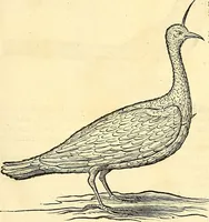 Picture 421 of 491 from Historia naturalis Brasiliae : auspicio et beneficio illustriss. I. Mauriti Com. Nassau illius provinciae et maris summi praefecti adornata : in qua non tantum plantae et animalia, sed et indigenarum morbi, ingenia et mores describuntur et iconibus supra quingentas illustrantur (1648), leaf 364