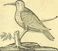 Picture 422 of 491 from Historia naturalis Brasiliae : auspicio et beneficio illustriss. I. Mauriti Com. Nassau illius provinciae et maris summi praefecti adornata : in qua non tantum plantae et animalia, sed et indigenarum morbi, ingenia et mores describuntur et iconibus supra quingentas illustrantur (1648), leaf 365