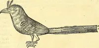 Picture 423 of 491 from Historia naturalis Brasiliae : auspicio et beneficio illustriss. I. Mauriti Com. Nassau illius provinciae et maris summi praefecti adornata : in qua non tantum plantae et animalia, sed et indigenarum morbi, ingenia et mores describuntur et iconibus supra quingentas illustrantur (1648), leaf 365