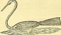 Picture 427 of 491 from Historia naturalis Brasiliae : auspicio et beneficio illustriss. I. Mauriti Com. Nassau illius provinciae et maris summi praefecti adornata : in qua non tantum plantae et animalia, sed et indigenarum morbi, ingenia et mores describuntur et iconibus supra quingentas illustrantur (1648), leaf 367