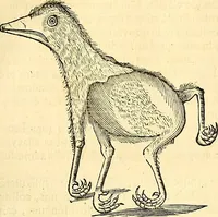 Picture 429 of 491 from Historia naturalis Brasiliae : auspicio et beneficio illustriss. I. Mauriti Com. Nassau illius provinciae et maris summi praefecti adornata : in qua non tantum plantae et animalia, sed et indigenarum morbi, ingenia et mores describuntur et iconibus supra quingentas illustrantur (1648), leaf 368