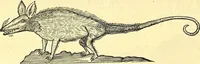 Picture 433 of 491 from Historia naturalis Brasiliae : auspicio et beneficio illustriss. I. Mauriti Com. Nassau illius provinciae et maris summi praefecti adornata : in qua non tantum plantae et animalia, sed et indigenarum morbi, ingenia et mores describuntur et iconibus supra quingentas illustrantur (1648), leaf 371