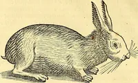 Picture 434 of 491 from Historia naturalis Brasiliae : auspicio et beneficio illustriss. I. Mauriti Com. Nassau illius provinciae et maris summi praefecti adornata : in qua non tantum plantae et animalia, sed et indigenarum morbi, ingenia et mores describuntur et iconibus supra quingentas illustrantur (1648), leaf 373