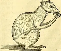 Picture 437 of 491 from Historia naturalis Brasiliae : auspicio et beneficio illustriss. I. Mauriti Com. Nassau illius provinciae et maris summi praefecti adornata : in qua non tantum plantae et animalia, sed et indigenarum morbi, ingenia et mores describuntur et iconibus supra quingentas illustrantur (1648), leaf 373