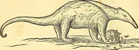 Picture 439 of 491 from Historia naturalis Brasiliae : auspicio et beneficio illustriss. I. Mauriti Com. Nassau illius provinciae et maris summi praefecti adornata : in qua non tantum plantae et animalia, sed et indigenarum morbi, ingenia et mores describuntur et iconibus supra quingentas illustrantur (1648), leaf 375
