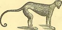 Picture 440 of 491 from Historia naturalis Brasiliae : auspicio et beneficio illustriss. I. Mauriti Com. Nassau illius provinciae et maris summi praefecti adornata : in qua non tantum plantae et animalia, sed et indigenarum morbi, ingenia et mores describuntur et iconibus supra quingentas illustrantur (1648), leaf 375