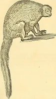 Picture 441 of 491 from Historia naturalis Brasiliae : auspicio et beneficio illustriss. I. Mauriti Com. Nassau illius provinciae et maris summi praefecti adornata : in qua non tantum plantae et animalia, sed et indigenarum morbi, ingenia et mores describuntur et iconibus supra quingentas illustrantur (1648), leaf 376