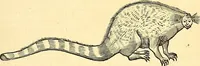 Picture 442 of 491 from Historia naturalis Brasiliae : auspicio et beneficio illustriss. I. Mauriti Com. Nassau illius provinciae et maris summi praefecti adornata : in qua non tantum plantae et animalia, sed et indigenarum morbi, ingenia et mores describuntur et iconibus supra quingentas illustrantur (1648), leaf 376