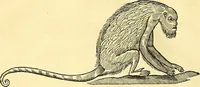 Picture 443 of 491 from Historia naturalis Brasiliae : auspicio et beneficio illustriss. I. Mauriti Com. Nassau illius provinciae et maris summi praefecti adornata : in qua non tantum plantae et animalia, sed et indigenarum morbi, ingenia et mores describuntur et iconibus supra quingentas illustrantur (1648), leaf 377