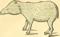 Picture 445 of 491 from Historia naturalis Brasiliae : auspicio et beneficio illustriss. I. Mauriti Com. Nassau illius provinciae et maris summi praefecti adornata : in qua non tantum plantae et animalia, sed et indigenarum morbi, ingenia et mores describuntur et iconibus supra quingentas illustrantur (1648), leaf 378