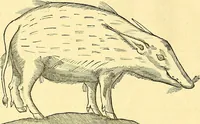 Picture 447 of 491 from Historia naturalis Brasiliae : auspicio et beneficio illustriss. I. Mauriti Com. Nassau illius provinciae et maris summi praefecti adornata : in qua non tantum plantae et animalia, sed et indigenarum morbi, ingenia et mores describuntur et iconibus supra quingentas illustrantur (1648), leaf 379
