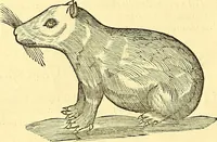 Picture 448 of 491 from Historia naturalis Brasiliae : auspicio et beneficio illustriss. I. Mauriti Com. Nassau illius provinciae et maris summi praefecti adornata : in qua non tantum plantae et animalia, sed et indigenarum morbi, ingenia et mores describuntur et iconibus supra quingentas illustrantur (1648), leaf 379