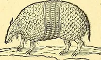 Picture 450 of 491 from Historia naturalis Brasiliae : auspicio et beneficio illustriss. I. Mauriti Com. Nassau illius provinciae et maris summi praefecti adornata : in qua non tantum plantae et animalia, sed et indigenarum morbi, ingenia et mores describuntur et iconibus supra quingentas illustrantur (1648), leaf 381