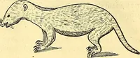 Picture 453 of 491 from Historia naturalis Brasiliae : auspicio et beneficio illustriss. I. Mauriti Com. Nassau illius provinciae et maris summi praefecti adornata : in qua non tantum plantae et animalia, sed et indigenarum morbi, ingenia et mores describuntur et iconibus supra quingentas illustrantur (1648), leaf 383