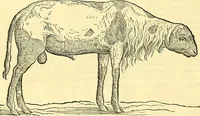 Picture 454 of 491 from Historia naturalis Brasiliae : auspicio et beneficio illustriss. I. Mauriti Com. Nassau illius provinciae et maris summi praefecti adornata : in qua non tantum plantae et animalia, sed et indigenarum morbi, ingenia et mores describuntur et iconibus supra quingentas illustrantur (1648), leaf 383