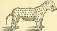 An illustration from Historia naturalis Brasiliae : auspicio et beneficio illustriss. I. Mauriti Com. Nassau illius provinciae et maris summi praefecti adornata : in qua non tantum plantae et animalia, sed et indigenarum morbi, ingenia et mores describuntur et iconibus supra quingentas illustrantur (1648)