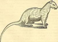 Picture 456 of 491 from Historia naturalis Brasiliae : auspicio et beneficio illustriss. I. Mauriti Com. Nassau illius provinciae et maris summi praefecti adornata : in qua non tantum plantae et animalia, sed et indigenarum morbi, ingenia et mores describuntur et iconibus supra quingentas illustrantur (1648), leaf 384